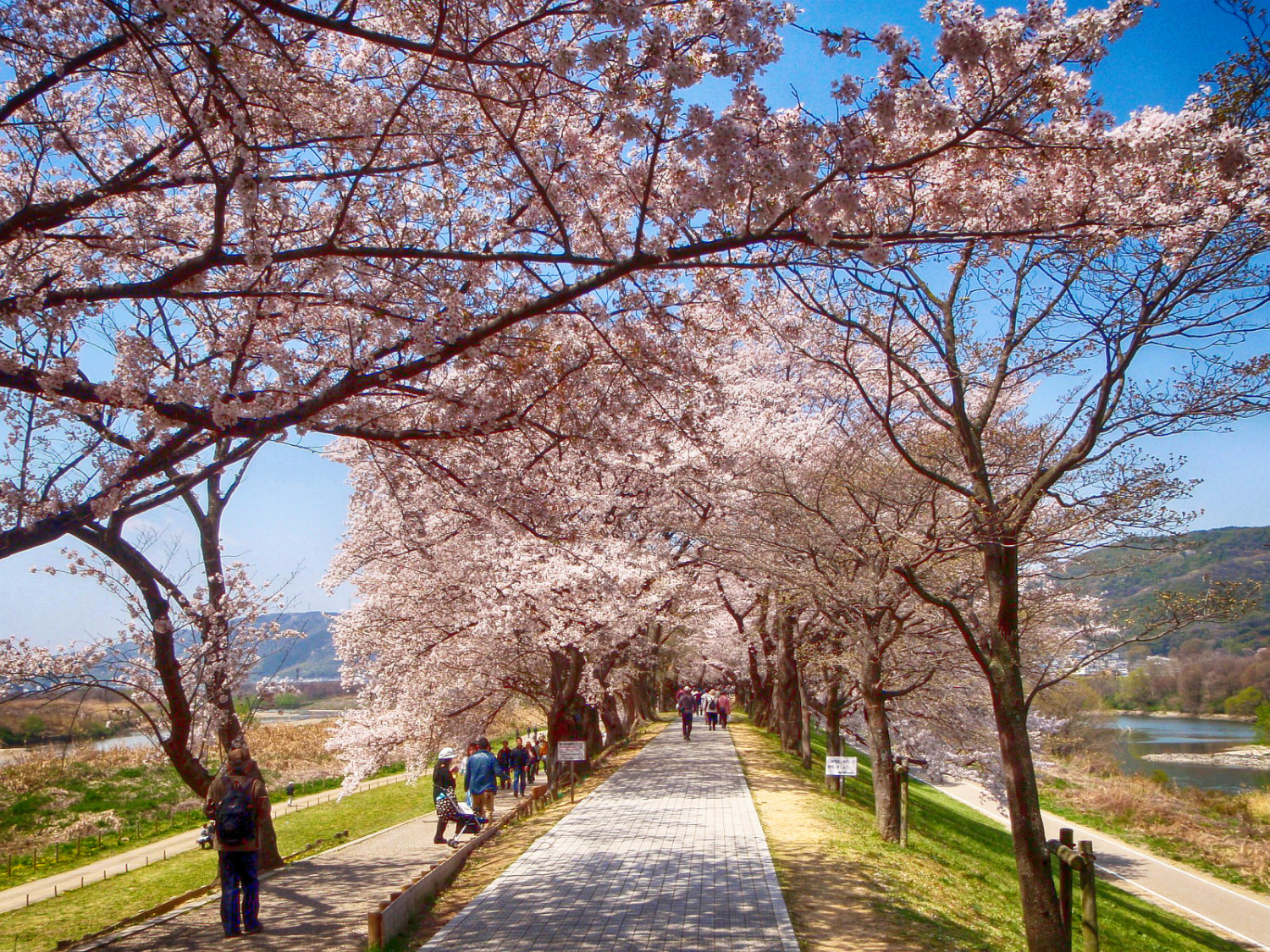 桜の時期は関西NO1の花見スポットに！